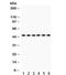 Kin17 DNA And RNA Binding Protein antibody, R31828, NSJ Bioreagents, Western Blot image 