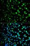Thymidine Phosphorylase antibody, orb49011, Biorbyt, Immunofluorescence image 