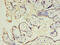 Chorionic Somatomammotropin Hormone Like 1 antibody, CSB-PA006055LA01HU, Cusabio, Immunohistochemistry paraffin image 