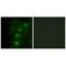 ALX Homeobox 3 antibody, A10111, Boster Biological Technology, Immunohistochemistry paraffin image 