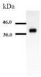 Apolipoprotein E antibody, ab1906, Abcam, Western Blot image 