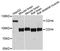 Cadherin 4 antibody, abx125654, Abbexa, Western Blot image 