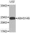 Abhydrolase Domain Containing 14B antibody, STJ26380, St John