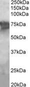 Phosphoenolpyruvate Carboxykinase 2, Mitochondrial antibody, MBS420663, MyBioSource, Western Blot image 