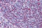 Non-POU Domain Containing Octamer Binding antibody, MBS243212, MyBioSource, Immunohistochemistry frozen image 