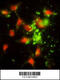 Signal Recognition Particle 72 antibody, 62-535, ProSci, Immunofluorescence image 