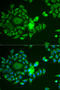 NADH dehydrogenase [ubiquinone] iron-sulfur protein 4, mitochondrial antibody, STJ28473, St John