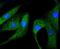 Heat Shock Protein Family B (Small) Member 1 antibody, NBP2-67844, Novus Biologicals, Immunocytochemistry image 