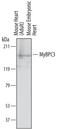 Myosin Binding Protein C, Cardiac antibody, AF7199, R&D Systems, Western Blot image 