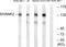 SH3 And Multiple Ankyrin Repeat Domains 2 antibody, LS-B9264, Lifespan Biosciences, Western Blot image 