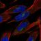Protein Tyrosine Phosphatase Non-Receptor Type 21 antibody, HPA073999, Atlas Antibodies, Immunofluorescence image 