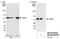 Abraxas 2, BRISC Complex Subunit antibody, NB100-60448, Novus Biologicals, Western Blot image 