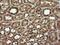 TRNA Methyltransferase 2 Homolog A antibody, NBP2-46015, Novus Biologicals, Immunohistochemistry frozen image 