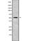 ADAM Like Decysin 1 antibody, abx147985, Abbexa, Western Blot image 