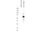 Autophagy Related 13 antibody, NBP2-19127, Novus Biologicals, Western Blot image 