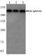 BRCA1 DNA Repair Associated antibody, PA5-36627, Invitrogen Antibodies, Western Blot image 