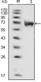 CD331 antibody, abx011769, Abbexa, Enzyme Linked Immunosorbent Assay image 