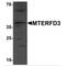 mTERF domain-containing protein 3, mitochondrial antibody, MBS153551, MyBioSource, Western Blot image 