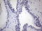 NK3 Homeobox 1 antibody, LS-C339475, Lifespan Biosciences, Immunohistochemistry frozen image 