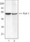 Polo Like Kinase 1 antibody, 627702, BioLegend, Western Blot image 