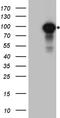 Inhibitor Of Nuclear Factor Kappa B Kinase Subunit Beta antibody, TA890128S, Origene, Western Blot image 