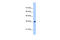 TRNA Selenocysteine 1 Associated Protein 1 antibody, 29-439, ProSci, Western Blot image 