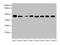 Actin Like 6A antibody, orb353540, Biorbyt, Western Blot image 