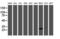 RNA-binding protein with multiple splicing antibody, LS-C175186, Lifespan Biosciences, Western Blot image 