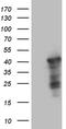 WD Repeat Domain 92 antibody, MA5-27173, Invitrogen Antibodies, Western Blot image 