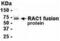 Rac Family Small GTPase 1 antibody, XW-7987, ProSci, Western Blot image 