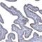 Tetratricopeptide Repeat Domain 21B antibody, HPA035494, Atlas Antibodies, Immunohistochemistry frozen image 