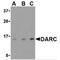 Atypical Chemokine Receptor 1 (Duffy Blood Group) antibody, MBS151236, MyBioSource, Western Blot image 