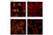 HNF1 Homeobox A antibody, 89670S, Cell Signaling Technology, Immunofluorescence image 