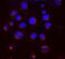 ER lumen protein retaining receptor antibody, orb67327, Biorbyt, Immunofluorescence image 