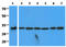 Complement component 1 Q subcomponent-binding protein, mitochondrial antibody, AM50354PU-N, Origene, Western Blot image 