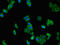 Solute Carrier Family 37 Member 2 antibody, orb47135, Biorbyt, Immunofluorescence image 