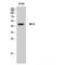 5-Hydroxytryptamine Receptor 6 antibody, LS-C386172, Lifespan Biosciences, Western Blot image 