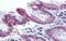 TUB Like Protein 2 antibody, A14349, Boster Biological Technology, Immunohistochemistry frozen image 