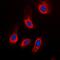 Caspase 3 antibody, orb213644, Biorbyt, Immunofluorescence image 