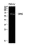 CD96 Molecule antibody, GTX34223, GeneTex, Western Blot image 