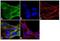 Amyloid Beta Precursor Protein Binding Family B Member 1 antibody, GTX25668, GeneTex, Immunofluorescence image 