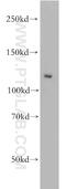 Phosphatidylinositol-4,5-Bisphosphate 3-Kinase Catalytic Subunit Alpha antibody, 20583-1-AP, Proteintech Group, Western Blot image 