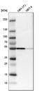 Septin 11 antibody, HPA003459, Atlas Antibodies, Western Blot image 