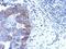 Zinc Finger Protein 598 antibody, NBP2-21035, Novus Biologicals, Immunohistochemistry paraffin image 