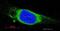 Heat Shock Protein 90 Beta Family Member 1 antibody, ab3674, Abcam, Immunofluorescence image 