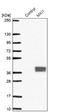 MAX Interactor 1, Dimerization Protein antibody, NBP1-88626, Novus Biologicals, Western Blot image 