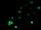 RB Binding Protein 7, Chromatin Remodeling Factor antibody, TA503809, Origene, Immunofluorescence image 