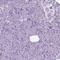 POU Class 3 Homeobox 3 antibody, NBP2-49508, Novus Biologicals, Immunohistochemistry paraffin image 