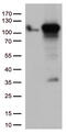 TFIIIC90 antibody, TA812626, Origene, Western Blot image 