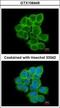 Regulator Of G Protein Signaling 17 antibody, GTX106449, GeneTex, Immunofluorescence image 